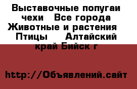 Выставочные попугаи чехи - Все города Животные и растения » Птицы   . Алтайский край,Бийск г.